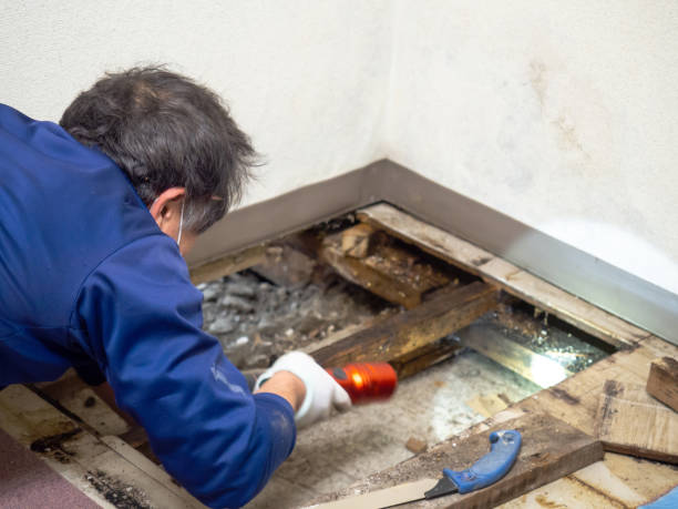 Best Certified Mold Removal  in Kearns, UT