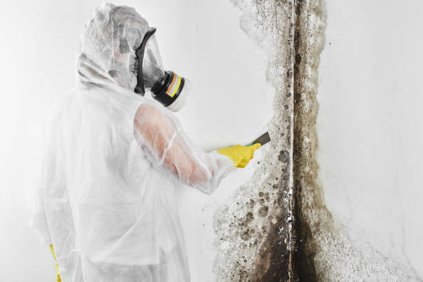 Best Commercial Mold Removal  in Kearns, UT