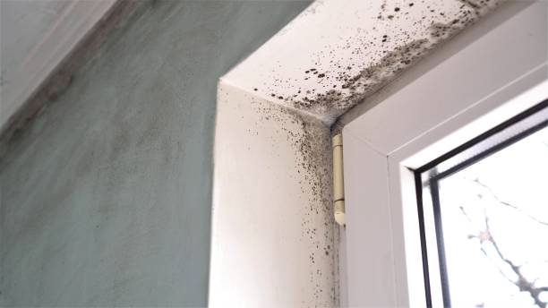 Best Office Mold Removal Services  in Kearns, UT