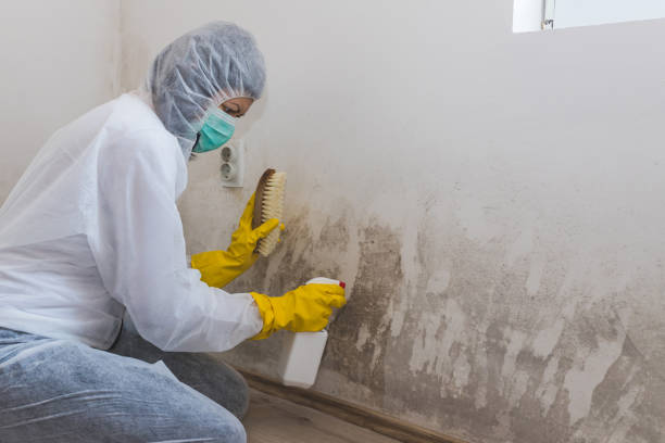 Best Attic Mold Removal  in Kearns, UT