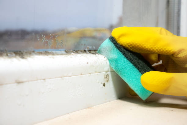Best Professional Mold Removal  in Kearns, UT