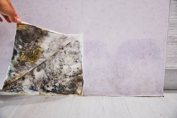 Best Crawl Space Mold Removal  in Kearns, UT